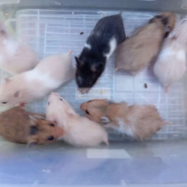 Hamster các loại giá rẻ - Thú cưng khác 5