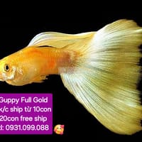 Guppy Full Gold giá rẻ 7k/con - Cá