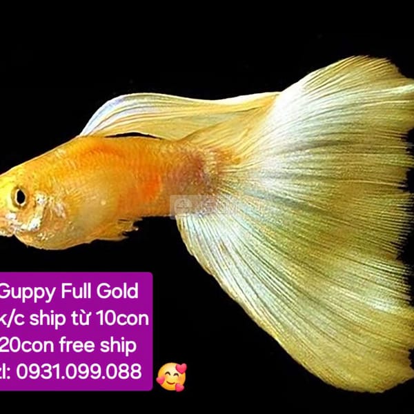 Guppy Full Gold giá rẻ 7k/con - Cá 0