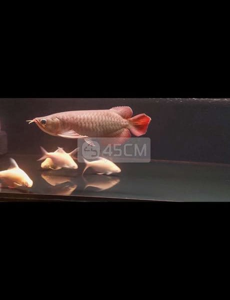 Super Red sz28 - Cá 1