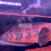 Cá lóc vảy rồng red barito size 32-33 - Cá