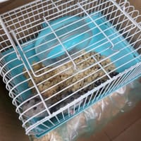 Chuột hamster - Thú cưng khác