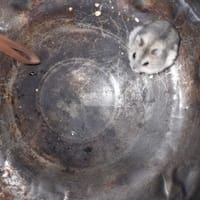 Chuột hamster winter white - Thú cưng khác