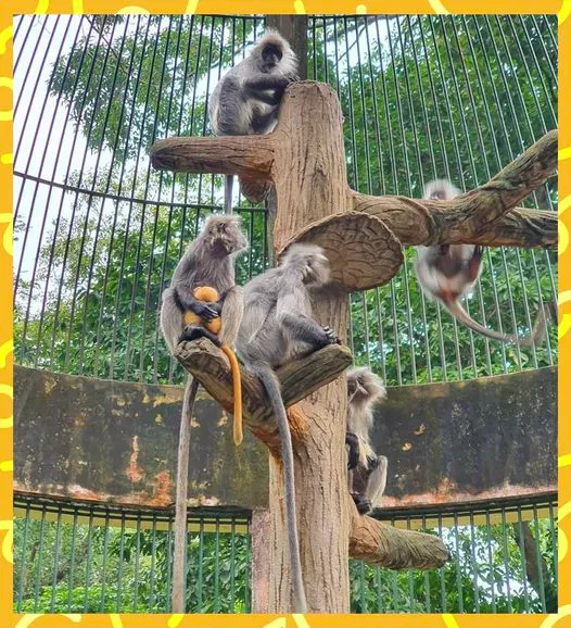 Drama tình ái xoay quanh việc khỉ xám sinh ra khỉ con lông vàng: Sở thú lên tiếng