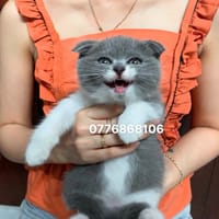 Mèo Anh thuần Chủng Tai cụp ( miễn phí ship) - Mèo Anh lông ngắn