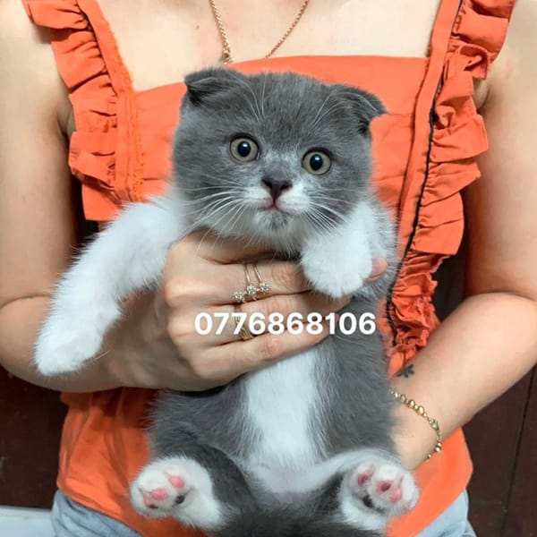 Mèo Anh thuần Chủng Tai cụp ( miễn phí ship) - Mèo Anh lông ngắn 2